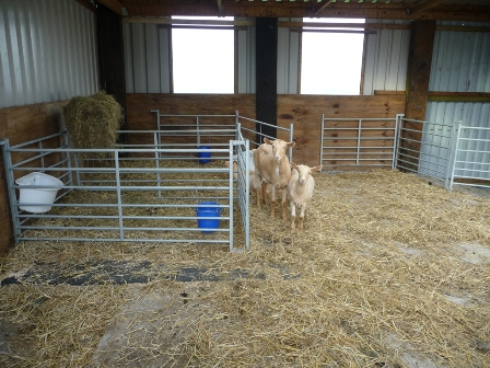Rhosyn Goats