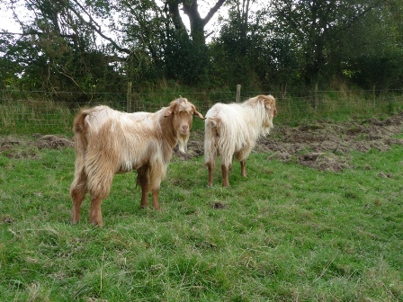 Rhosyn Goats