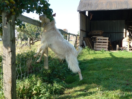 White's Goats