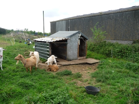 Rickyard Goats