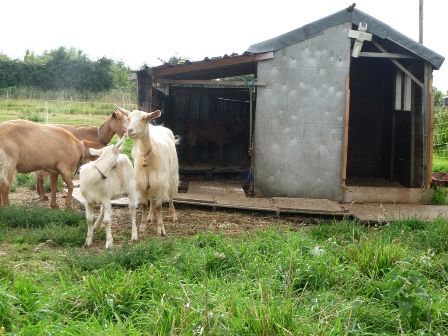 Rickyard Goats
