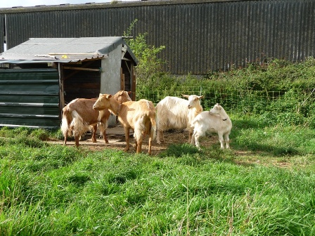 Rickyard Goats