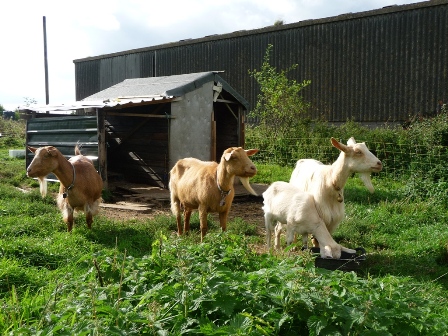 Rickyard Goats