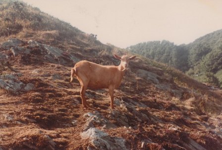 Sark Goat