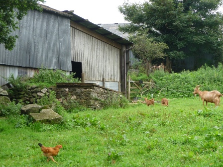 Sowtontown Goats