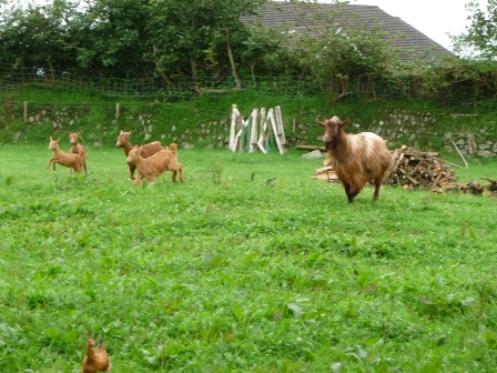 Sowtontown Goats