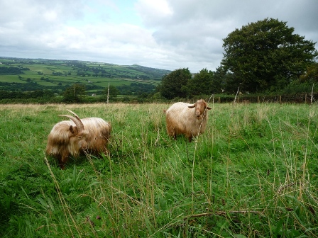 Sowtontown Goats