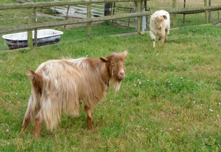 Strawbarn Jupiter and Edgewood Cosmo