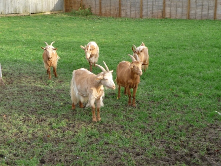 Streatley Goats