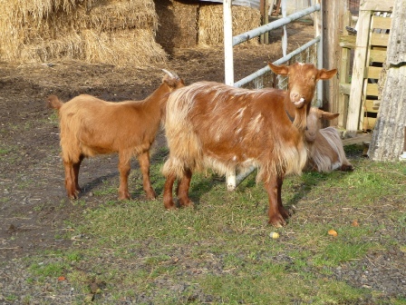 Streatley Goats