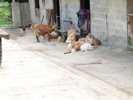 Streatley Goats