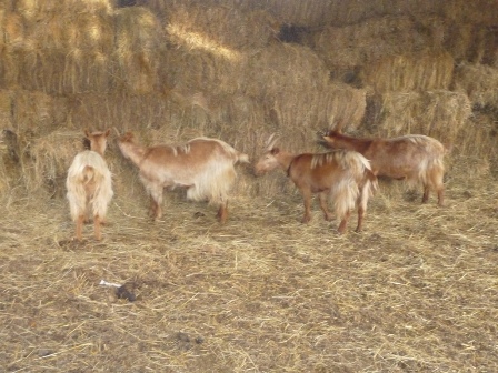 Streatley Goats