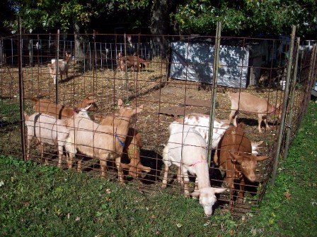 Stumphollo Goats