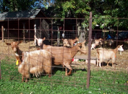 Stumphollo Goats