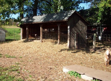 Stumphollo Goats