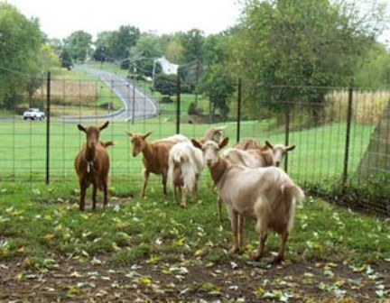 Stumphollo Goats
