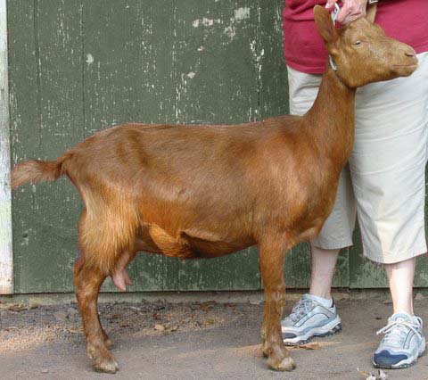 Stumphollo Winsome HB