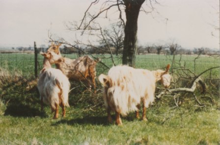 Tambo Goats