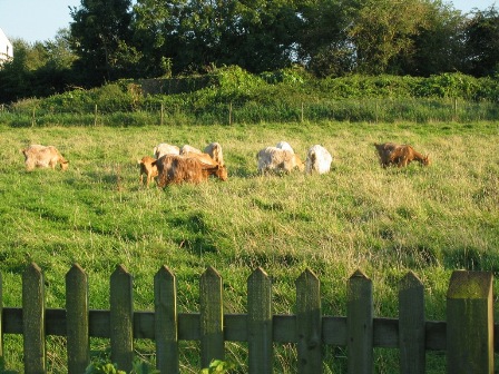 Vicarshill Goats