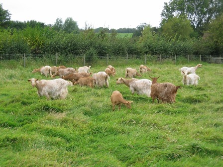 Vicarshill Goats
