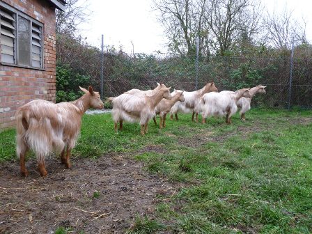 Vicarshill Goats
