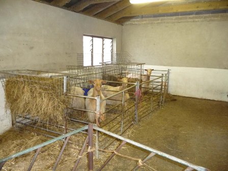 Vicarshill Goats