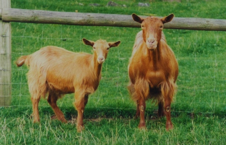 Vicarshill Pepper and Imogen