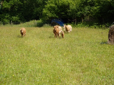 Watson's Goats