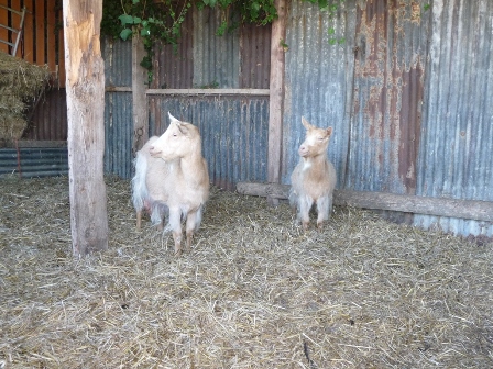 White's Goats