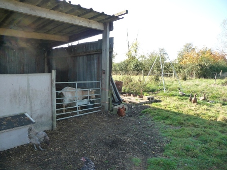 White's Goats