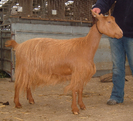 Wilowriver Navara