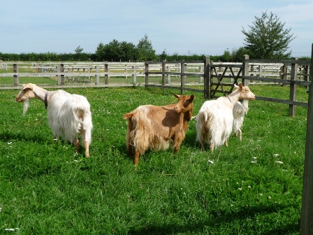 Wood's Goats