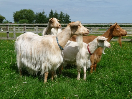 Wood's Goats