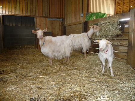 Wood's Goats
