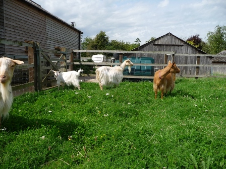 Wood's Goats