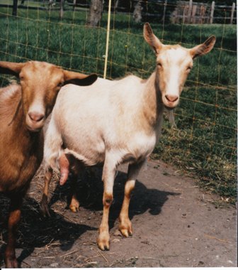 Alderkarr Goats